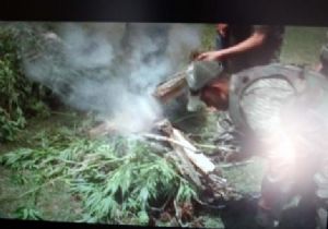 Jandarmadan hint keneviri operasyonu